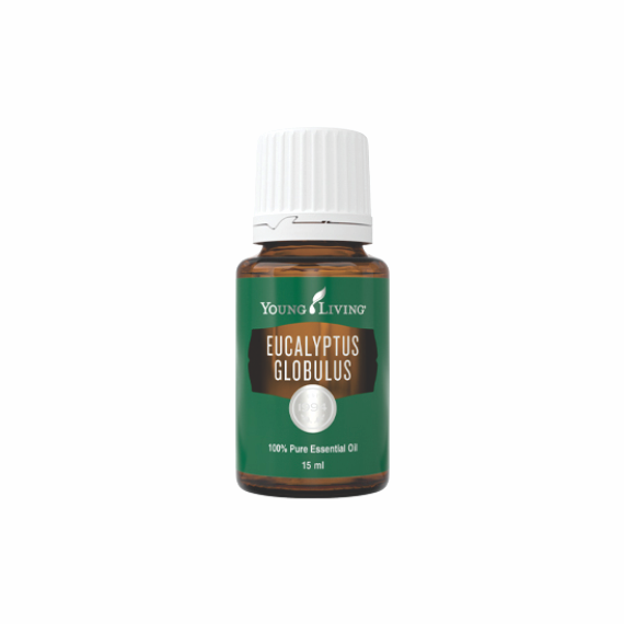 eucalyptus-1.png